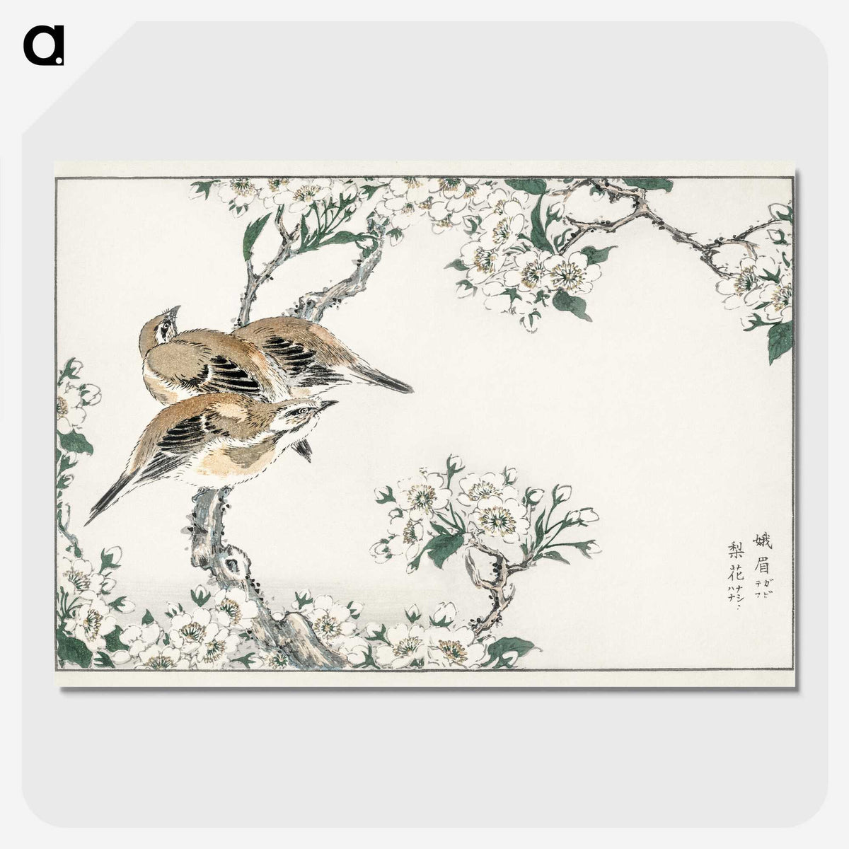 1-34_Pictorial-Monograph-of-Birds_picture-crop