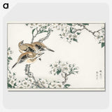 1-34_Pictorial-Monograph-of-Birds_picture-crop