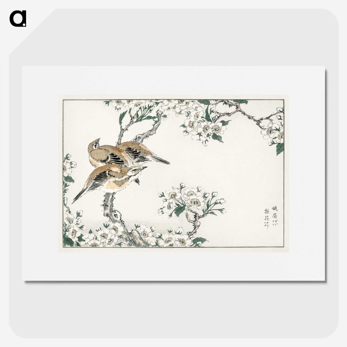 1-34_Pictorial-Monograph-of-Birds_picture