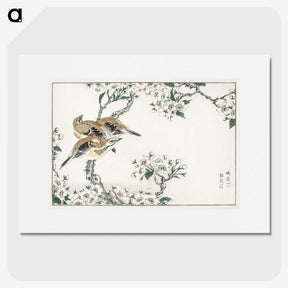 1-34_Pictorial-Monograph-of-Birds_picture