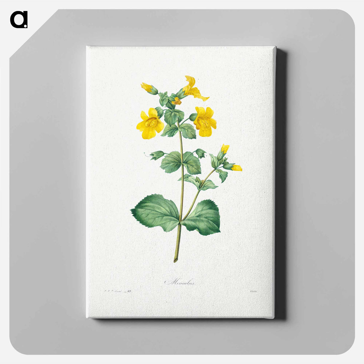 アートパネル-Mimulus - ピエール ジョゼフ ルドゥーテ Canvas.