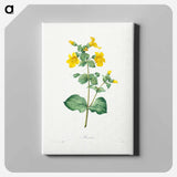 アートパネル-Mimulus - ピエール ジョゼフ ルドゥーテ Canvas.