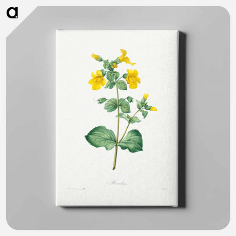 アートパネル-Mimulus - ピエール ジョゼフ ルドゥーテ Canvas.