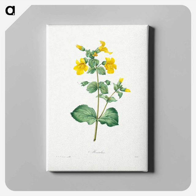 アートパネル-Mimulus - ピエール ジョゼフ ルドゥーテ Canvas.
