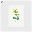 アートポストカード-Mimulus - ピエール ジョゼフ ルドゥーテ Postcard.