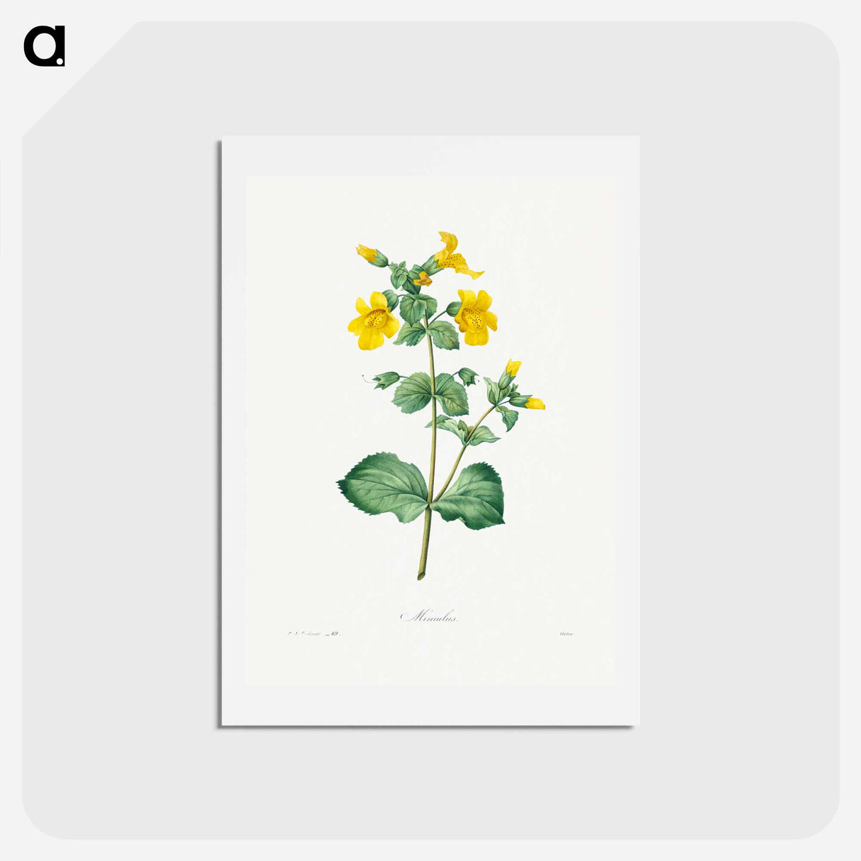 アートポストカード-Mimulus - ピエール ジョゼフ ルドゥーテ Postcard.