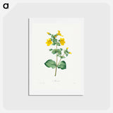 アートポストカード-Mimulus - ピエール ジョゼフ ルドゥーテ Postcard.