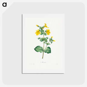 アートポストカード-Mimulus - ピエール ジョゼフ ルドゥーテ Postcard.