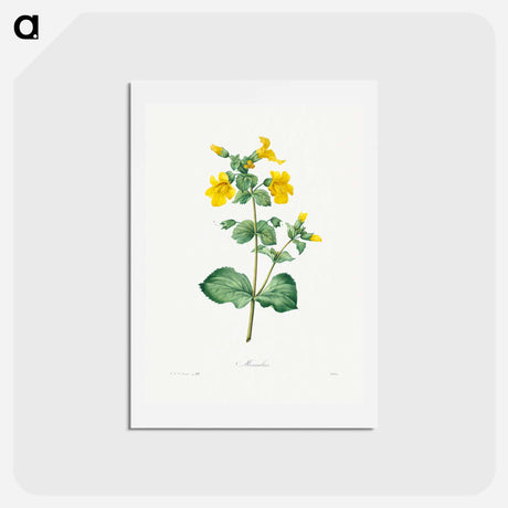 アートポストカード-Mimulus - ピエール ジョゼフ ルドゥーテ Postcard.