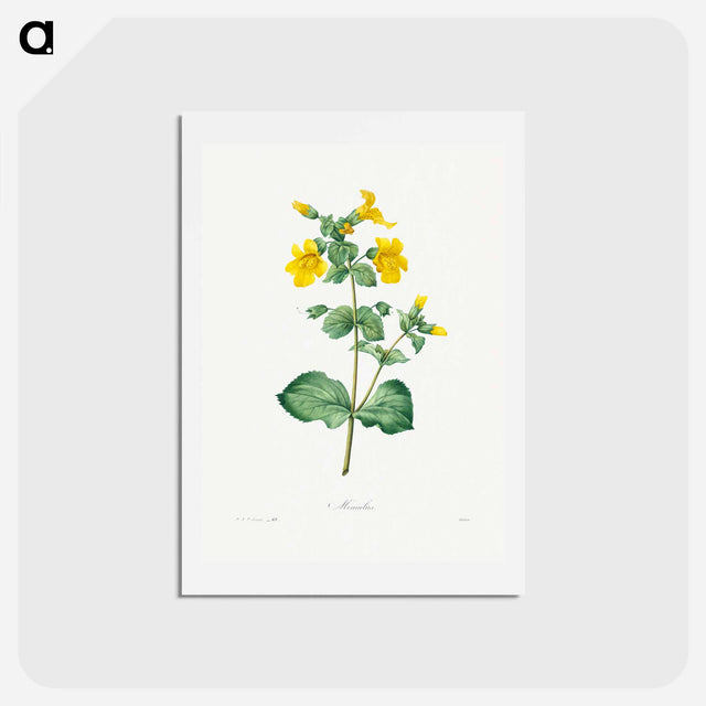 アートポストカード-Mimulus - ピエール ジョゼフ ルドゥーテ Postcard.