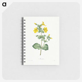1-34_Pierre-Joseph-Redoute_memo
