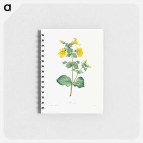 アートメモ帳-Mimulus - ピエール ジョゼフ ルドゥーテ Memo.