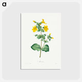 アートポストカード-Mimulus - ピエール ジョゼフ ルドゥーテ Postcard.