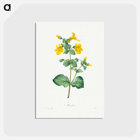 アートポストカード-Mimulus - ピエール ジョゼフ ルドゥーテ Postcard.