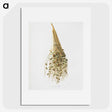 1-34_Pomona-Italiana_picture