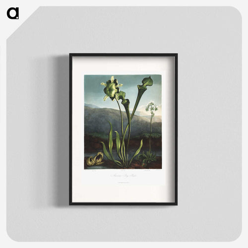 American Bog Plants
 - ロバート ジョン ソーントン Poster.