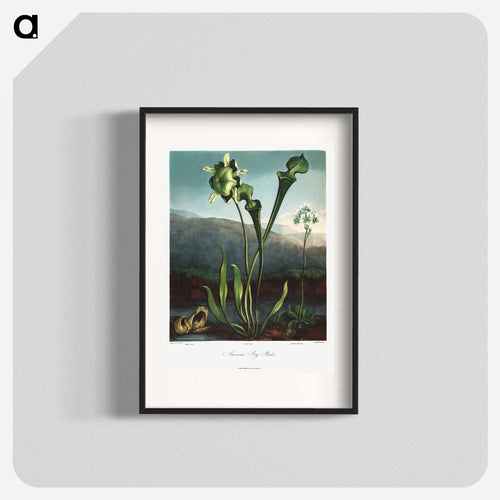 American Bog Plants
 - ロバート ジョン ソーントン Poster.