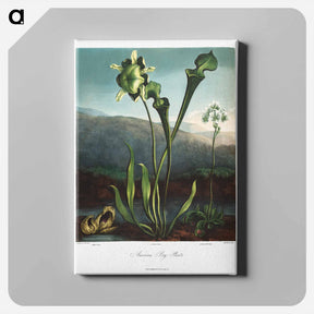 アートパネル-American Bog Plants
 - ロバート ジョン ソーントン Canvas.