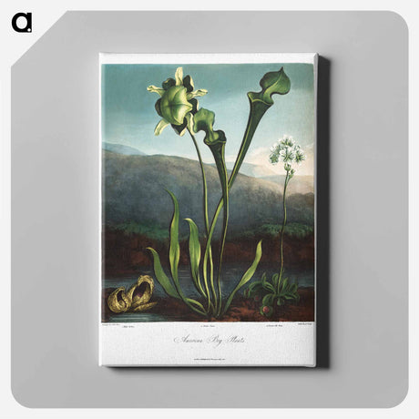 アートパネル-American Bog Plants
 - ロバート ジョン ソーントン Canvas.