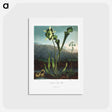 アートポストカード-American Bog Plants
 - ロバート ジョン ソーントン Postcard.