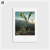 アートポストカード-American Bog Plants
 - ロバート ジョン ソーントン Postcard.