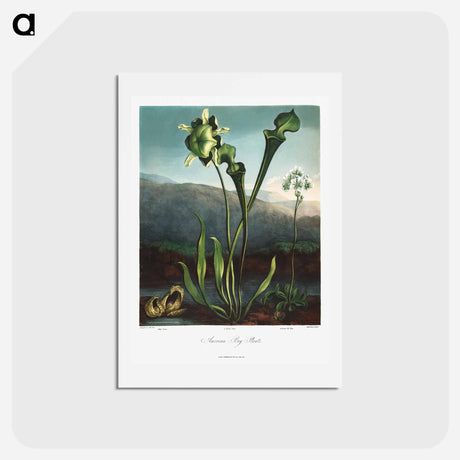 アートポストカード-American Bog Plants
 - ロバート ジョン ソーントン Postcard.