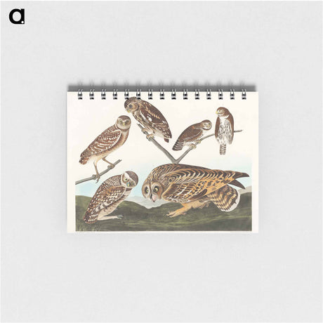 アートメモ帳-Burrowing Owl, Large-Headed Burrowing Owl, Little Night Owl, Columbian Owl and Short-cared Owl
 - アメリカの鳥たち Memo.