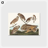 アートポストカード-Burrowing Owl, Large-Headed Burrowing Owl, Little Night Owl, Columbian Owl and Short-cared Owl
 - アメリカの鳥たち Postcard.