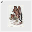 アートポストカード-Square-tailed Kite
 - オーストラリアの鳥 Postcard.