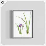 1-34_The-Genus-Iris_blk-crop
