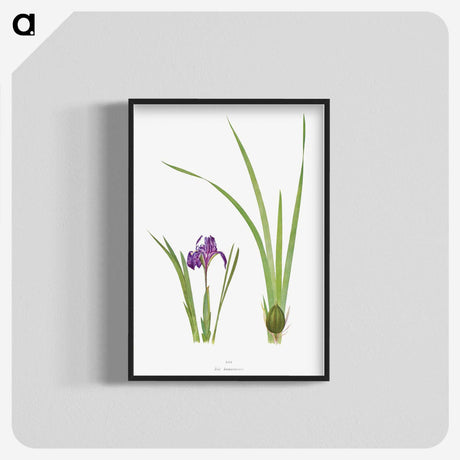 1-34_The-Genus-Iris_blk-crop