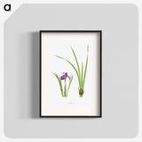 1-34_The-Genus-Iris_blk