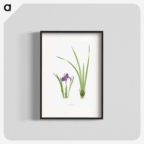 1-34_The-Genus-Iris_blk