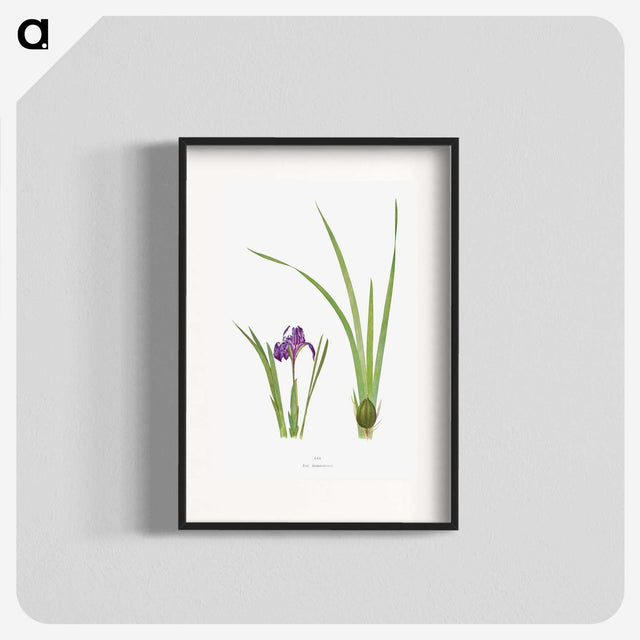 1-34_The-Genus-Iris_blk