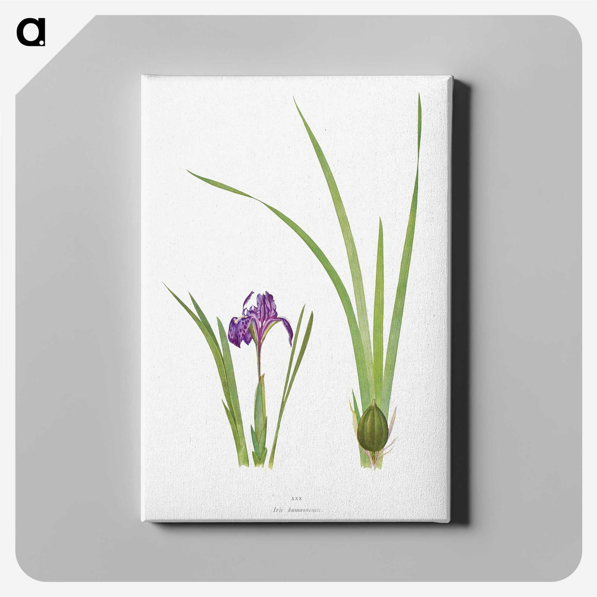 1-34_The-Genus-Iris_canvas