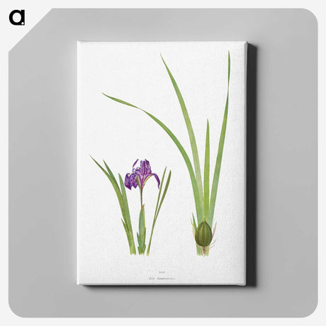 1-34_The-Genus-Iris_canvas
