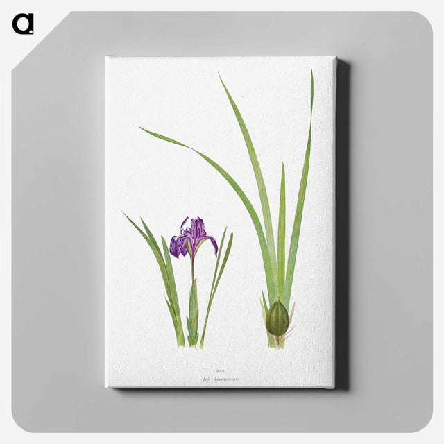 1-34_The-Genus-Iris_canvas