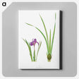 アートパネル-Iris Kumaonensis from The genus Iris
 - アヤメ属 Canvas.