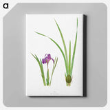 アートパネル-Iris Kumaonensis from The genus Iris
 - アヤメ属 Canvas.