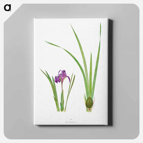 アートパネル-Iris Kumaonensis from The genus Iris
 - アヤメ属 Canvas.