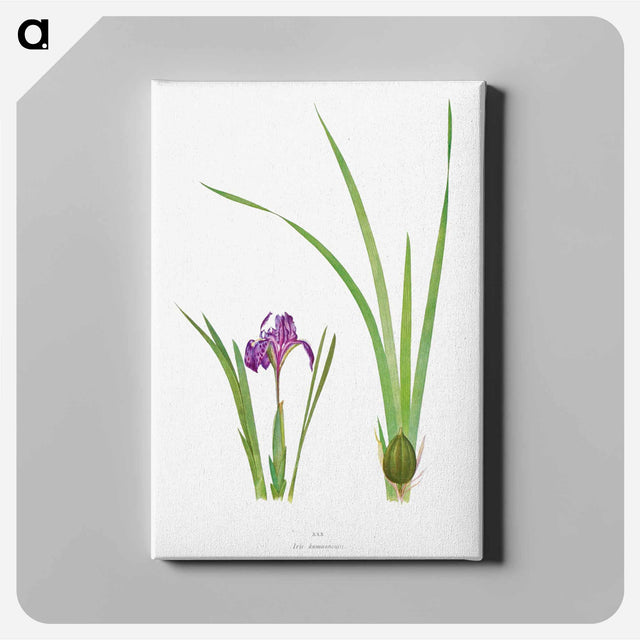 アートパネル-Iris Kumaonensis from The genus Iris
 - アヤメ属 Canvas.