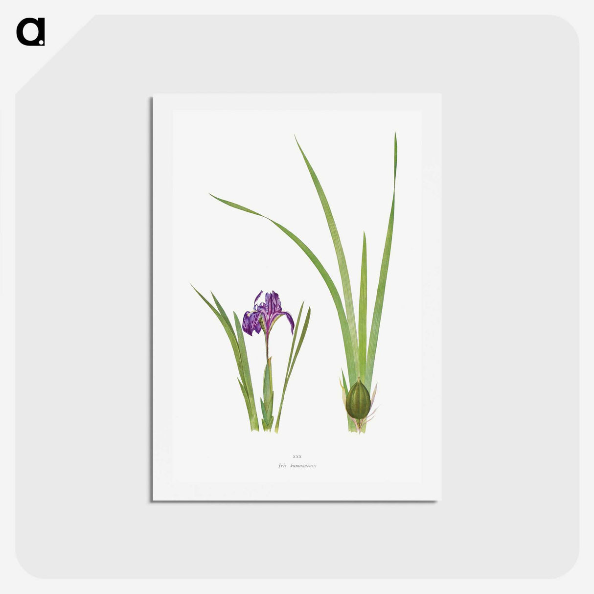 1-34_The-Genus-Iris_hagaki