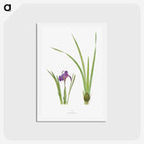 1-34_The-Genus-Iris_hagaki