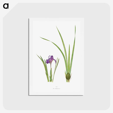 1-34_The-Genus-Iris_hagaki