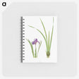 1-34_The-Genus-Iris_memo