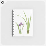 1-34_The-Genus-Iris_memo