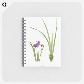 1-34_The-Genus-Iris_memo