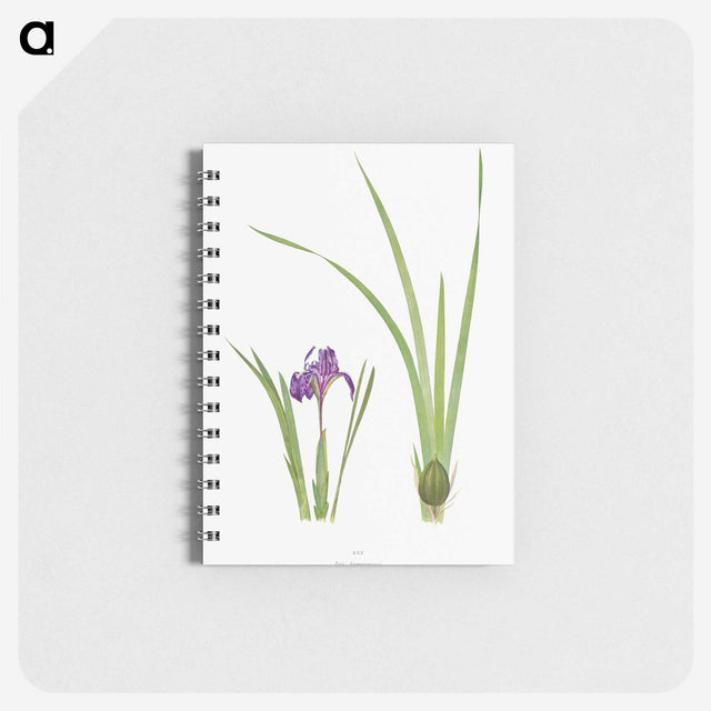 1-34_The-Genus-Iris_memo