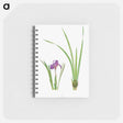 アートメモ帳-Iris Kumaonensis from The genus Iris
 - アヤメ属 Memo.