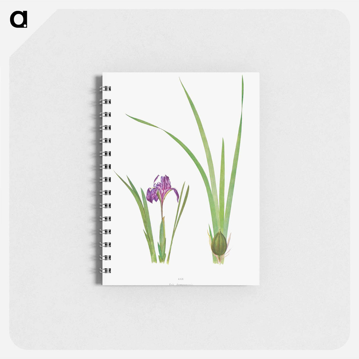 アートメモ帳-Iris Kumaonensis from The genus Iris
 - アヤメ属 Memo.